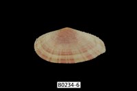 藏品(鯊皮櫻蛤)的圖片